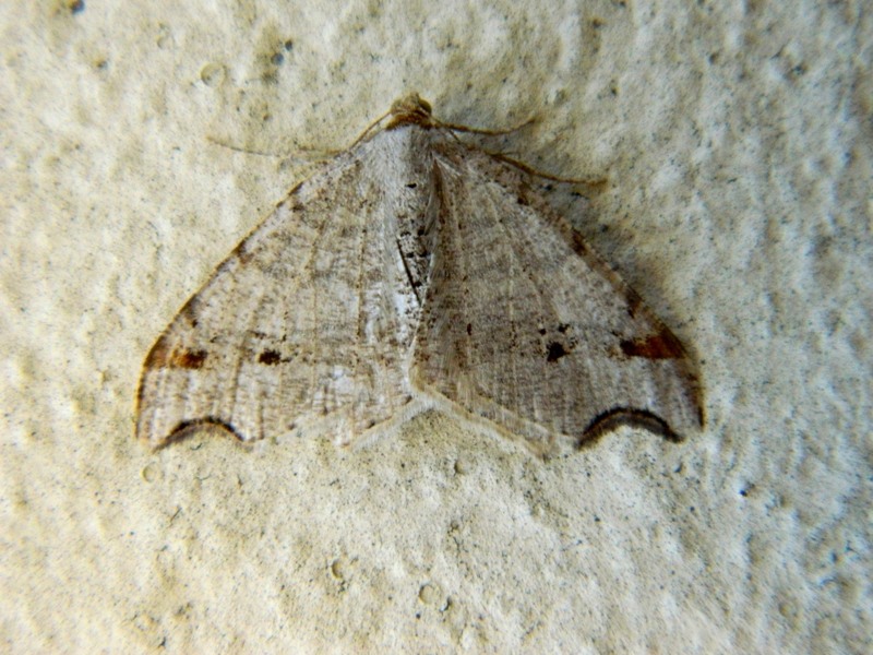 Macaria alternata